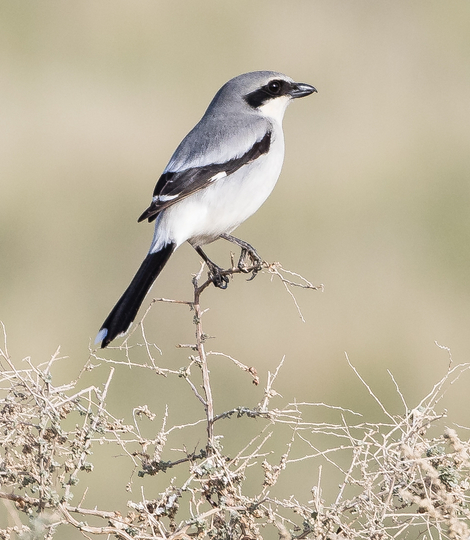 Desert Thrashers – Borderlands Avian Data Center